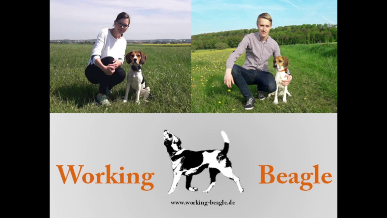 Working - Beagle Apport / Apportieren