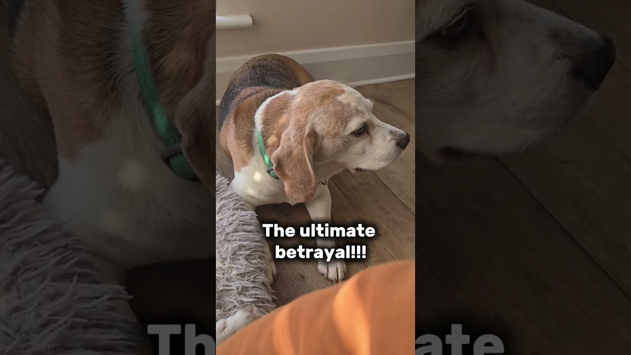 The struggle of having two beagles but only petting one! #beagles #dogs #beagleproblems #dogrelated