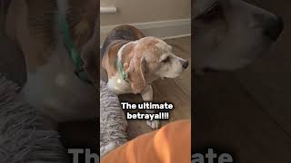 The struggle of having two beagles but only petting one! #beagles #dogs #beagleproblems #dogrelated