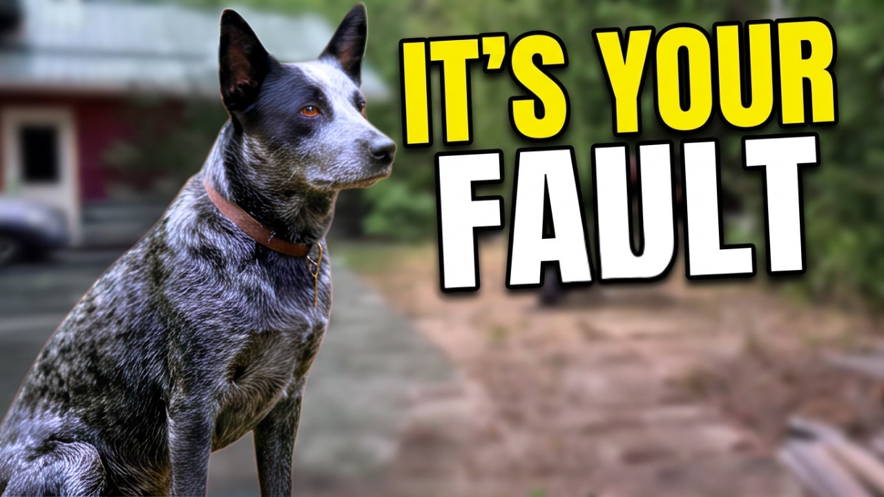 The Training Mistakes Every Dog Owner Makes (Let's Fix Them)