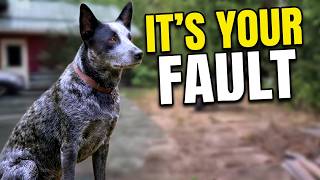 The Training Mistakes Every Dog Owner Makes (Let's Fix Them)