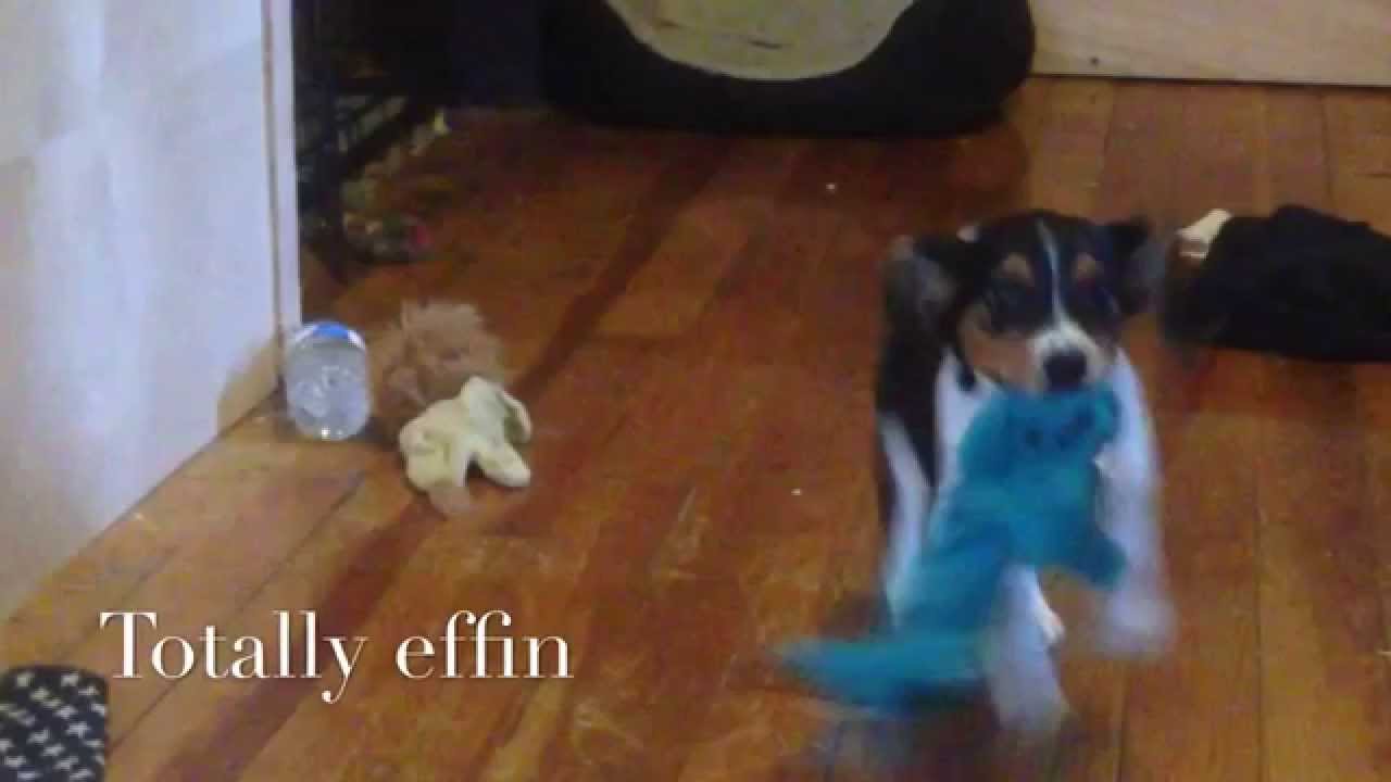 Beagle Puppy training & playing 10-12 weeks old