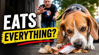 Dog Training Tips For Beagles That Eat Everything
