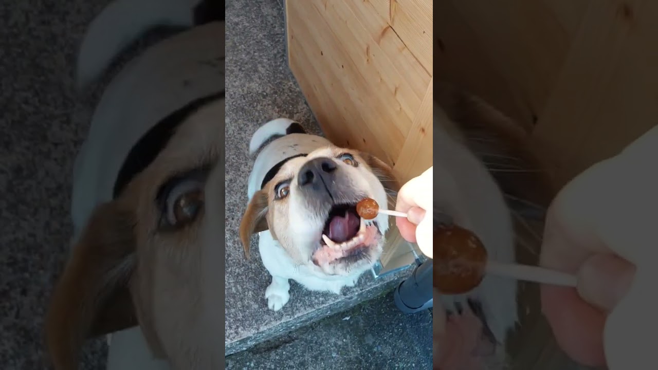 Ham lollipop 😛🍭🐶 #shorts #beagle #dog