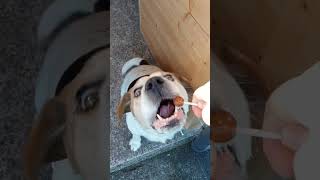 Ham lollipop 😛🍭🐶 #shorts #beagle #dog