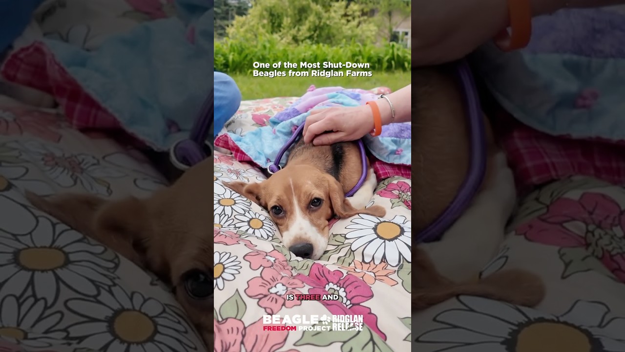 One of the most shut-down beagles from Ridglan Farms 💔