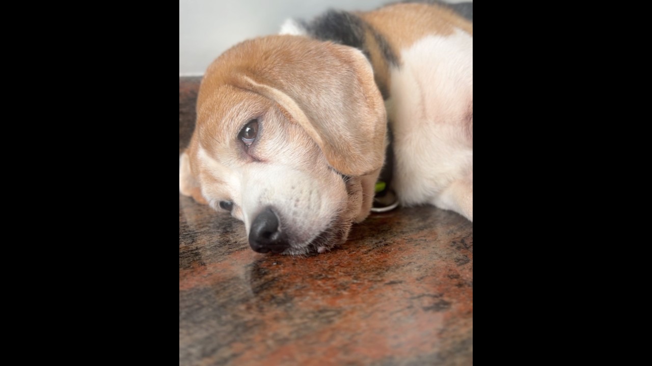 Beagle Puppy Has The Most Expressive Eyes 👀😊🐶 #beagle #puppy #pets #dogs