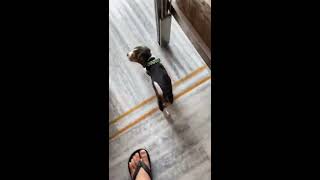 Cute 10 Weeks Old Beagle Puppy Gets Excited To Eat His Favourite Food