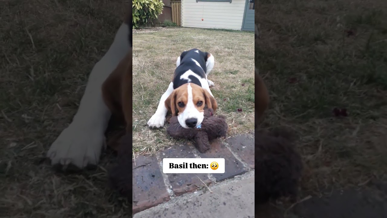 He may have grown up, but this part of him never did 🥹❤️ #dog #beagle #beaglepuppy #puppy #cutedog