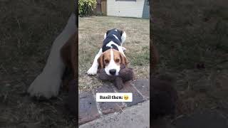 He may have grown up, but this part of him never did 🥹❤️ #dog #beagle #beaglepuppy #puppy #cutedog