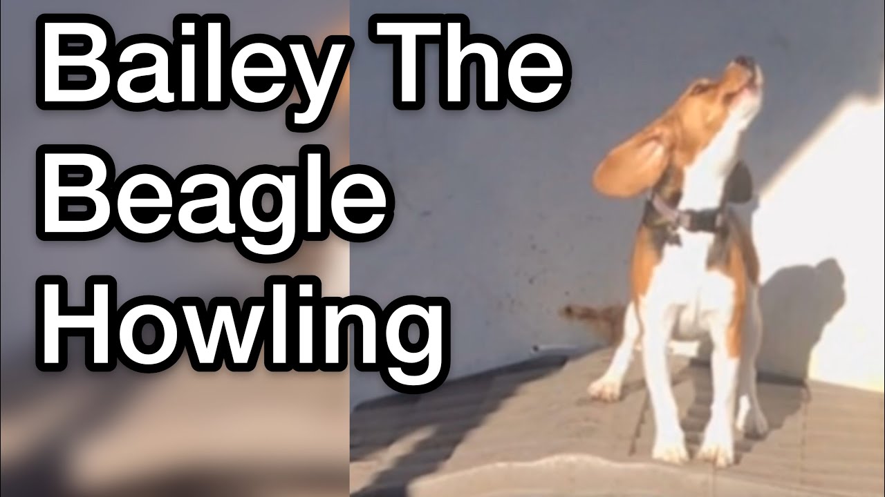 Bailey The Beagle Howling
