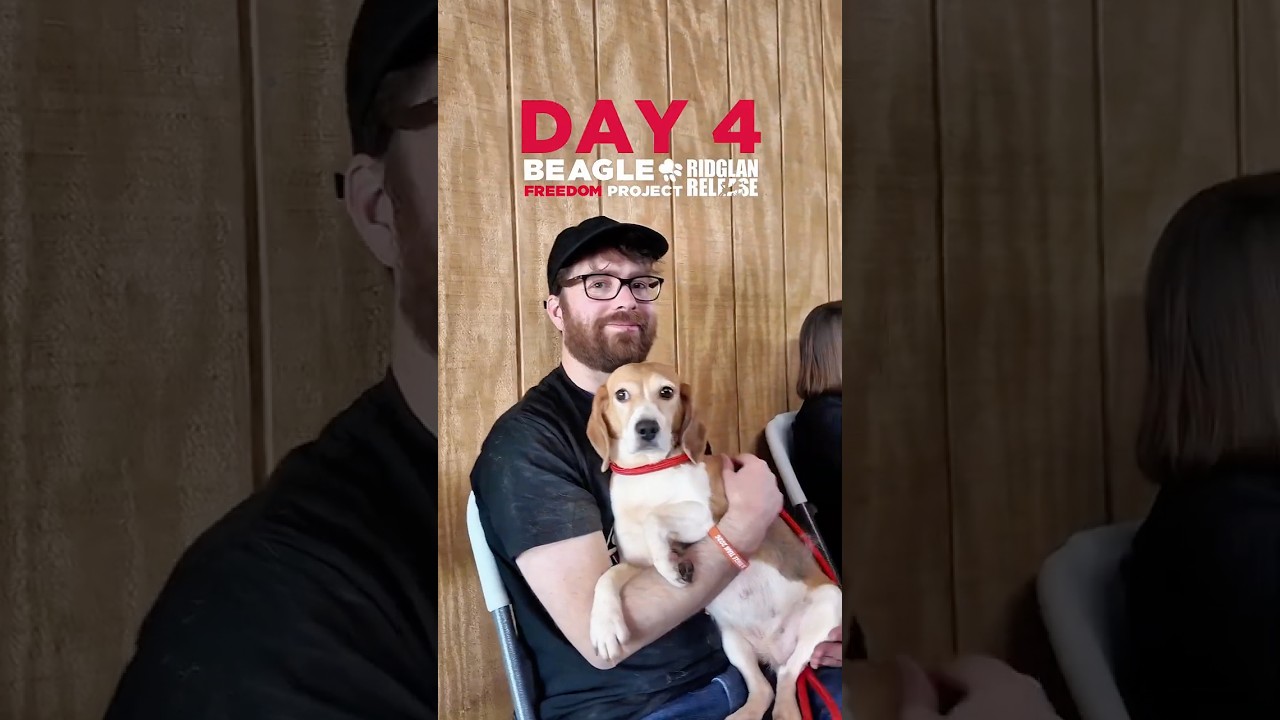 Ridglan Release Day 4 | Beagle Freedom Project