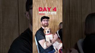 Ridglan Release Day 4 | Beagle Freedom Project