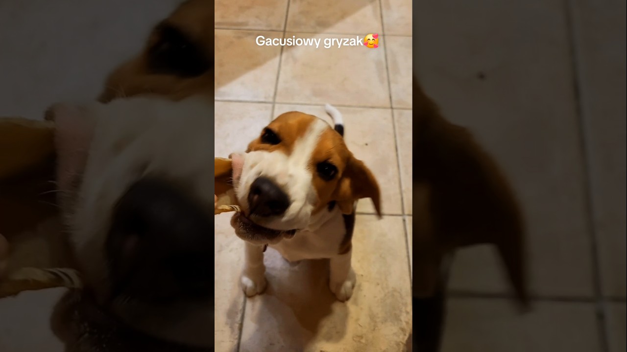 Gacusiowy gryzak