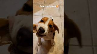 Gacusiowy gryzak