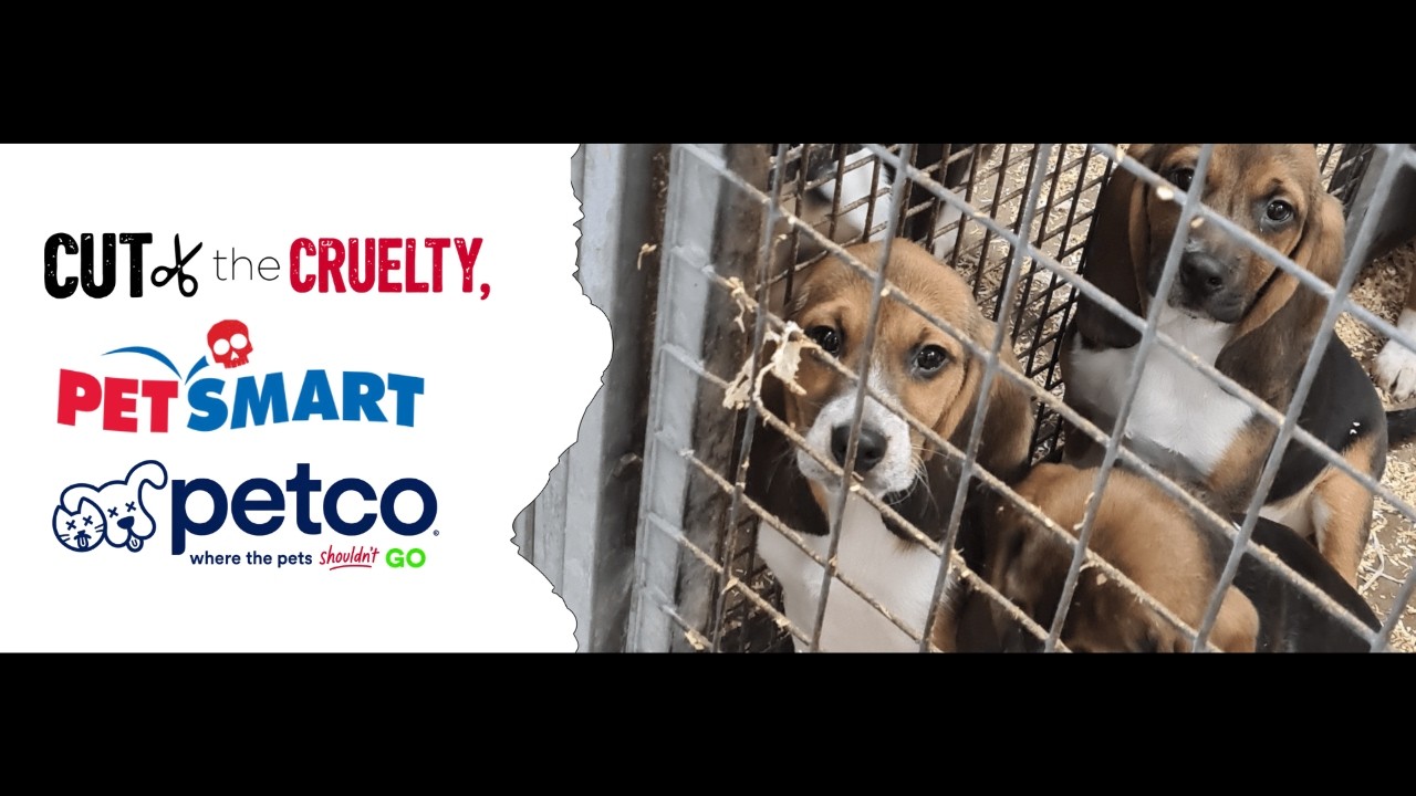 PetSmart and PetCo Support Animal Testing #CutTheCruelty