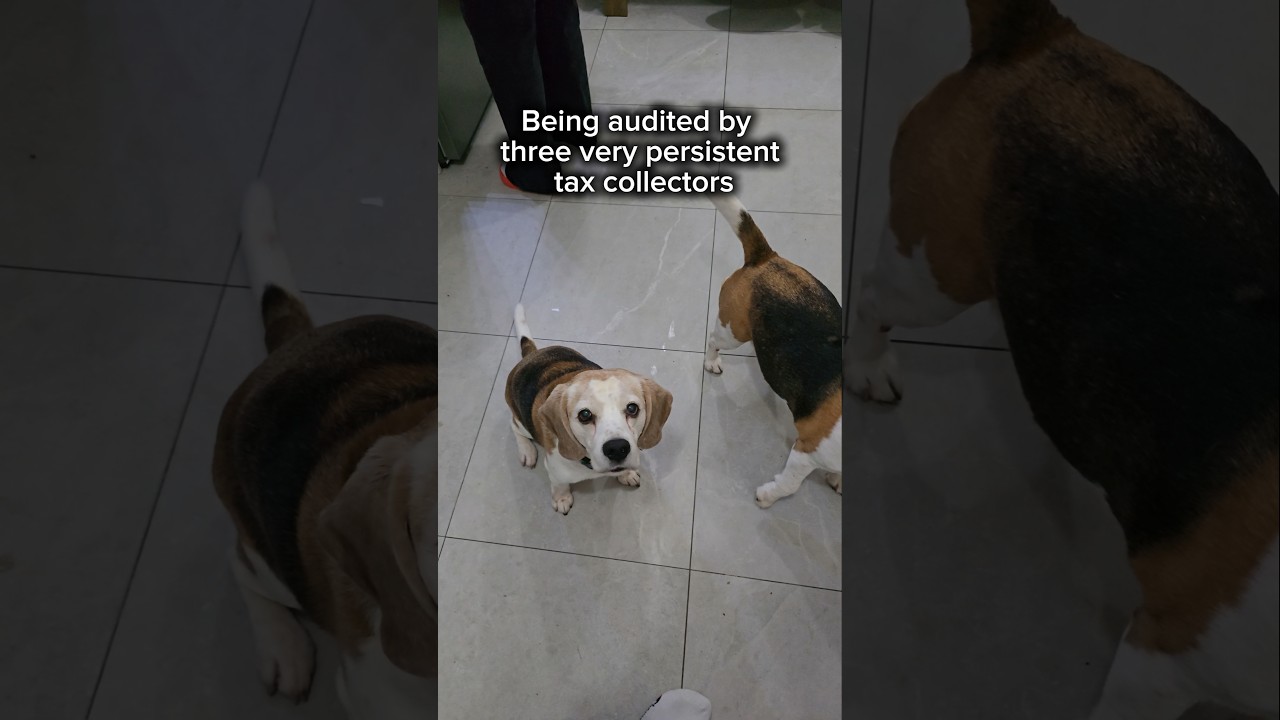 The FBI wishes they had surveillance this tight 😆😆​#BeagleLife #BeagleWorld  #DogMemes #beagle