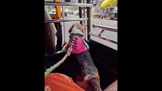 Beagle Puppy’s First Autorickshaw Ride 🛺😁🐶 #beagle #puppy #kerala #autorickshaw