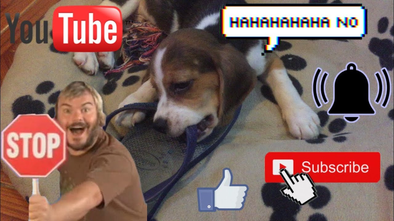 Cute beagle puppy chewing slippers
