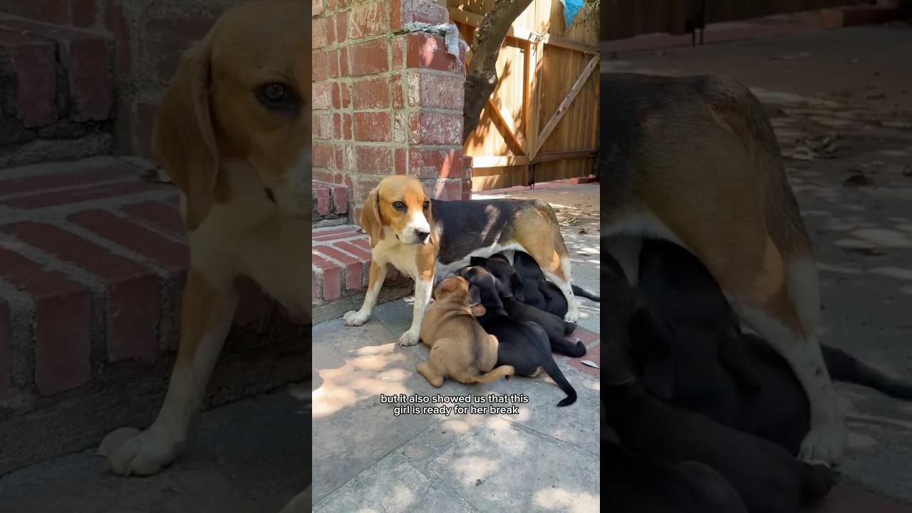 This beagle mama and her pups were left outside to die... 💔 #dogrescue