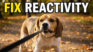 Why Dogs Pull, Bark & React—The Real Reasons