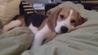 Oliver's cutest squeaks and snoozes