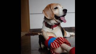 Beagle Puppy And His Favourite Toy 🧸😊🐶 #beagle #puppy #dog #pets