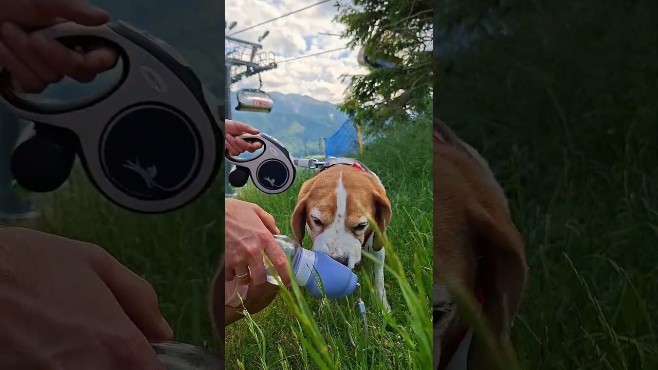 Memories 🇵🇱❤️🐾 #dogshorts #dogtravel #beagle #traveldog #poland #doglife #dogmom #dogparents #travel