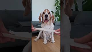 I wasn't prepared for Basil to absolutely nail this trend 😂🤣😂 #beagle #dog #funnydogs #viral #comedy