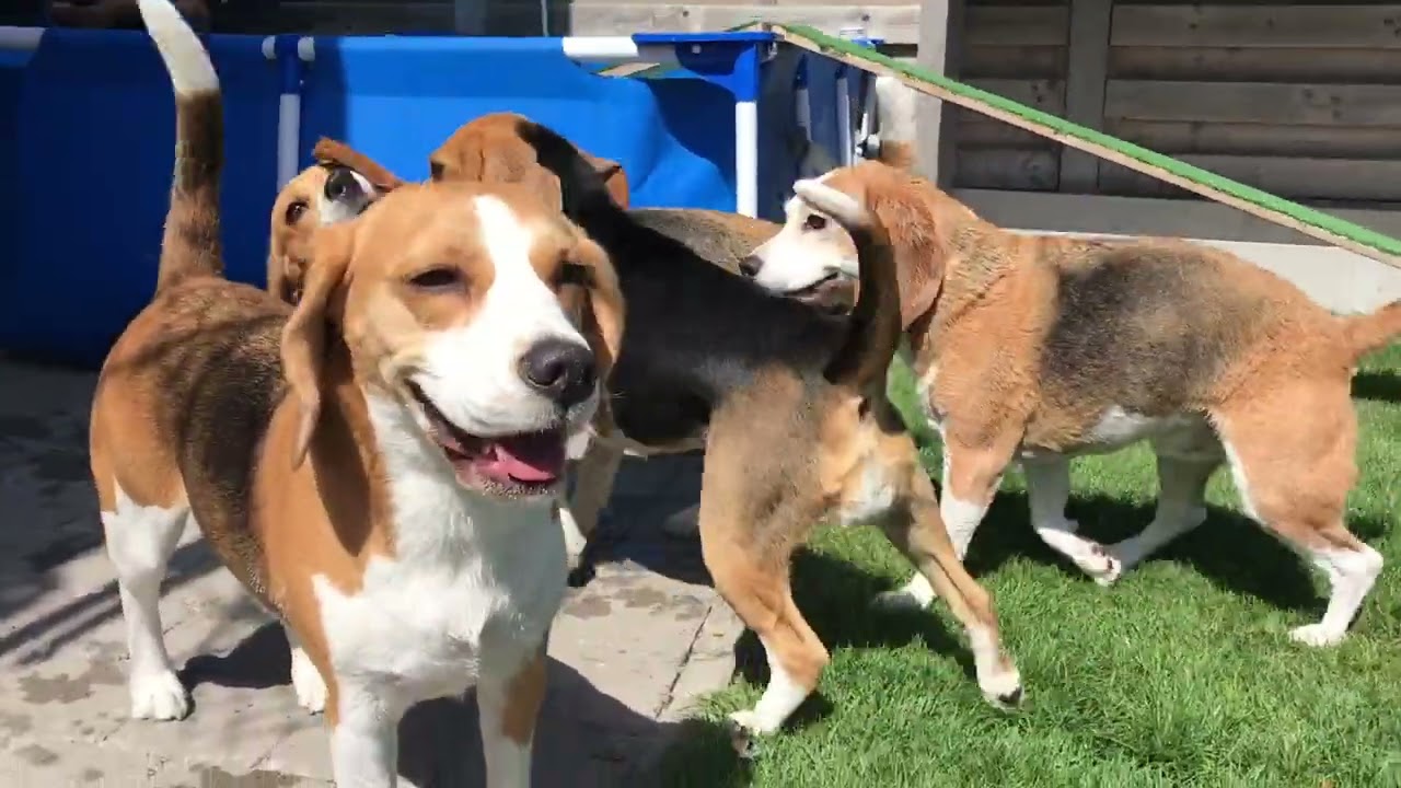 The Funniest Beagle Pool Parties Caught on Camera – Must Watch!
