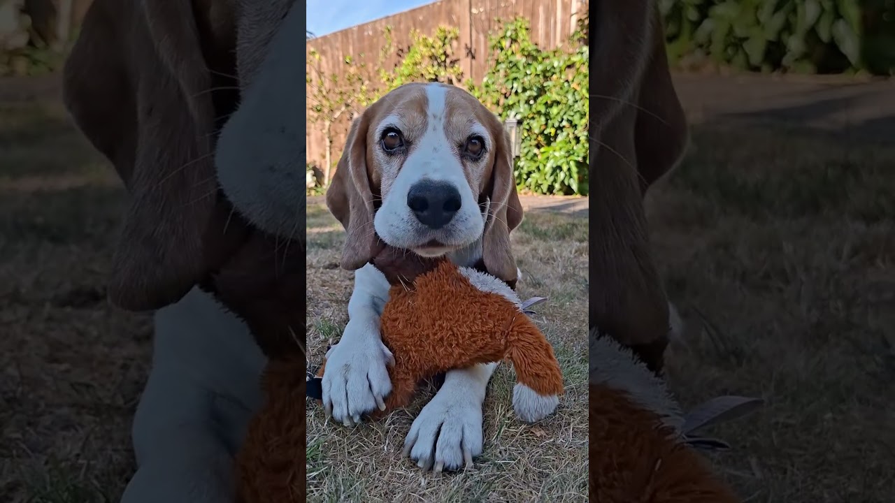 Does your dog "tell you off" too? 😂🤣😂 #funnydogs #beagle #beagles #dogtok #dogsofinstagram #cute