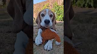 Does your dog "tell you off" too? 😂🤣😂 #funnydogs #beagle #beagles #dogtok #dogsofinstagram #cute