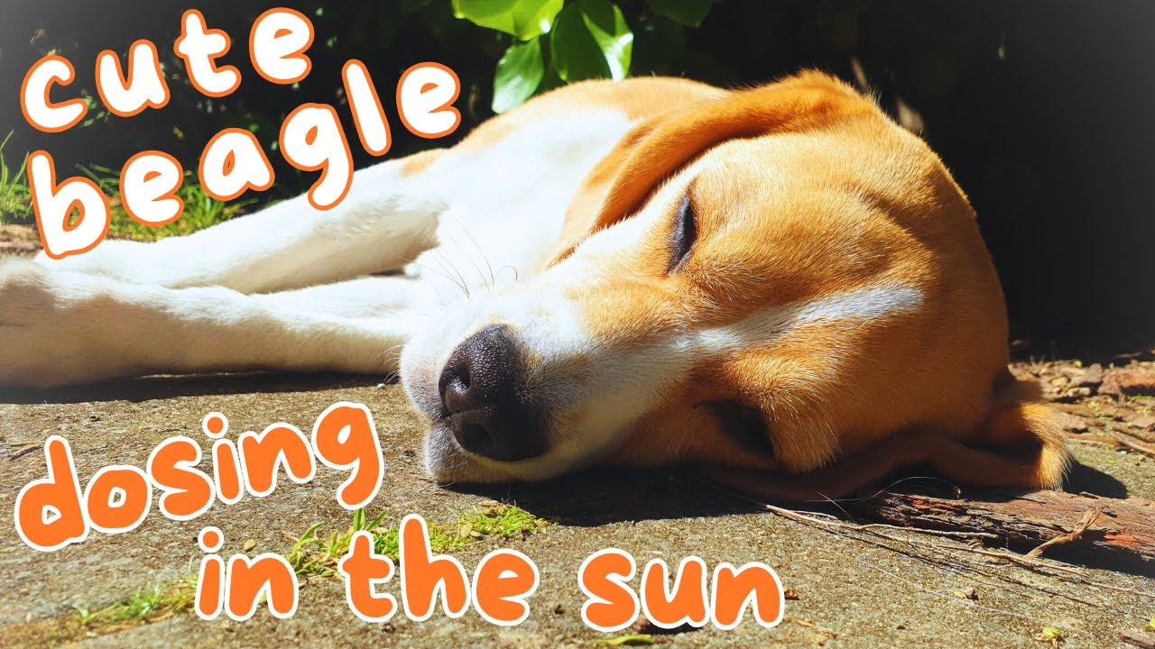 Cute Beagle Dosing in the Sun