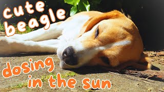Cute Beagle Dosing in the Sun