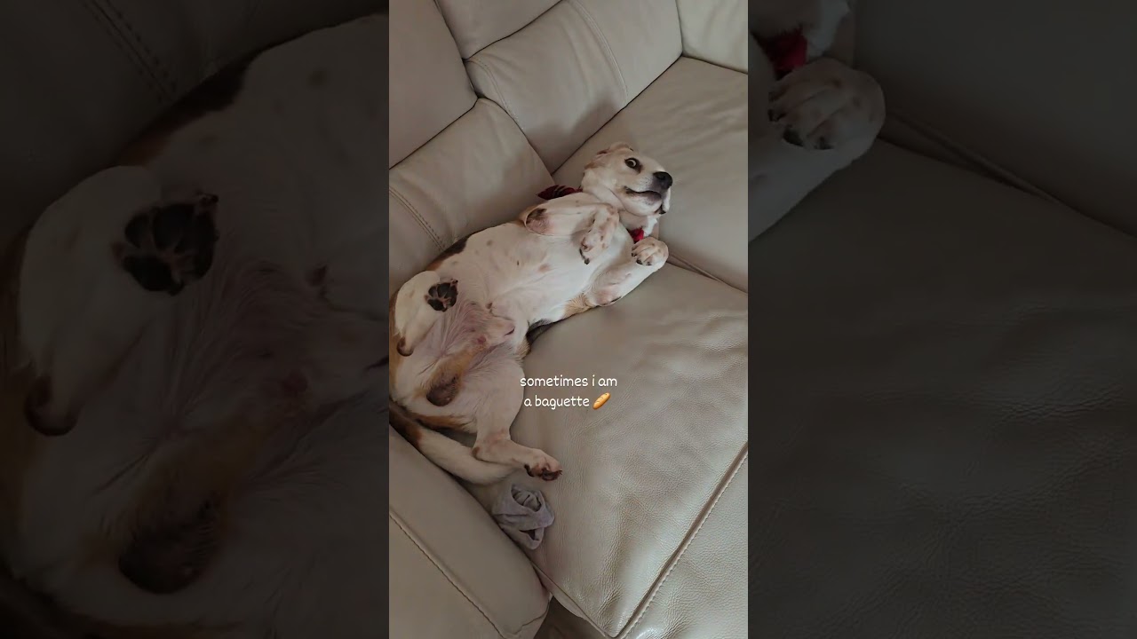 Just love this little guy❤️❤️❤️#beagle #doglove #sleepingdog