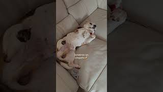 Just love this little guy❤️❤️❤️#beagle #doglove #sleepingdog