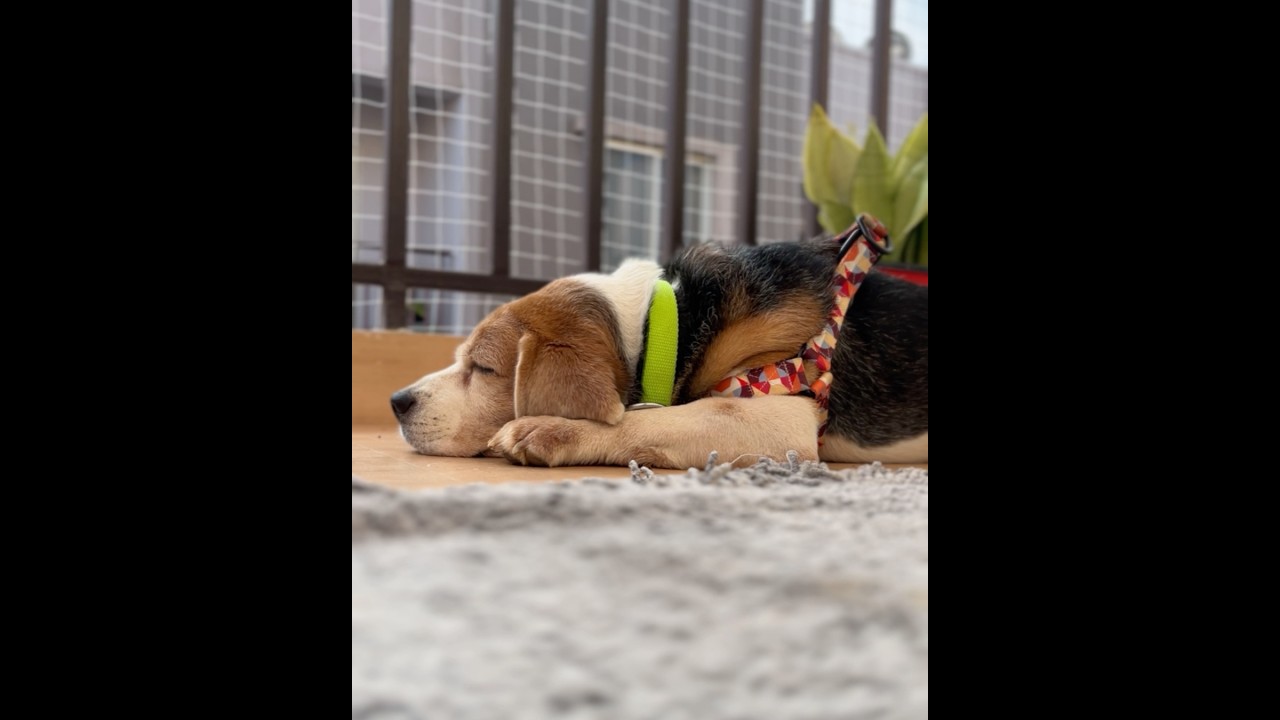 Beagle Puppy Sleeping ASMR 🐶☺️ #beagle #puppy #asmr #dogs