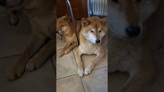 Moje śliczne dziewczyny shiba inu