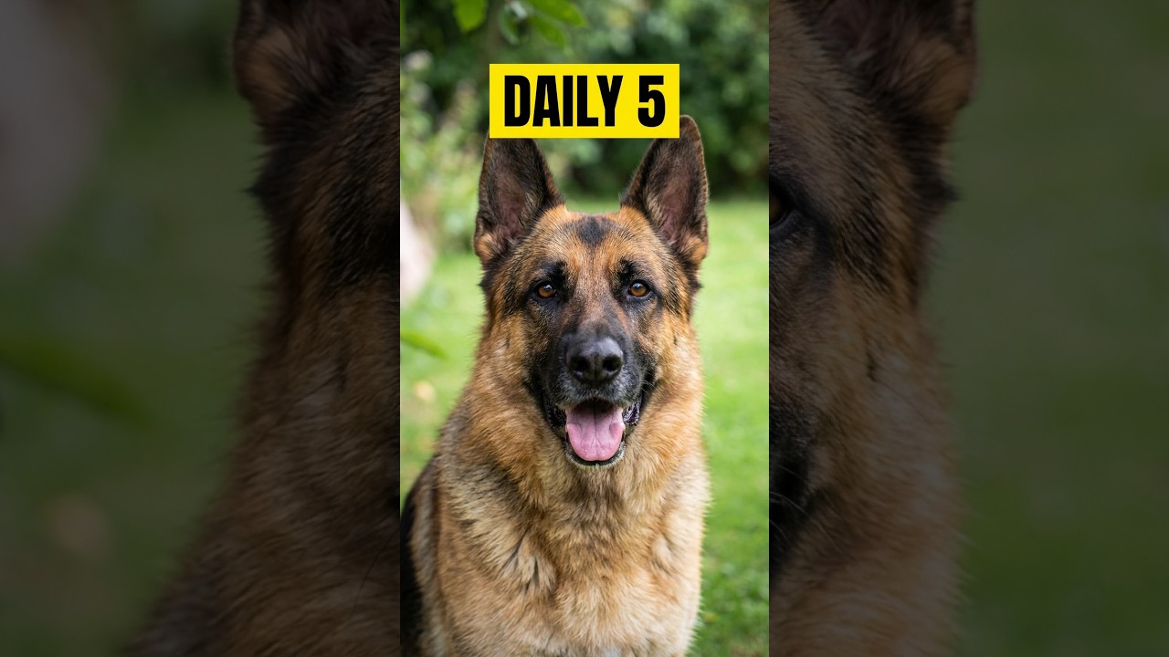 The Secret to a Happy Dog: 5 Daily Essentials