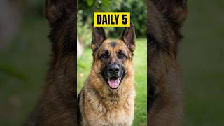 The Secret to a Happy Dog: 5 Daily Essentials