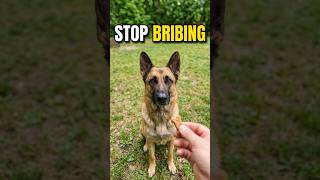 Why Food Isn't Enough For Your Dog 🐕