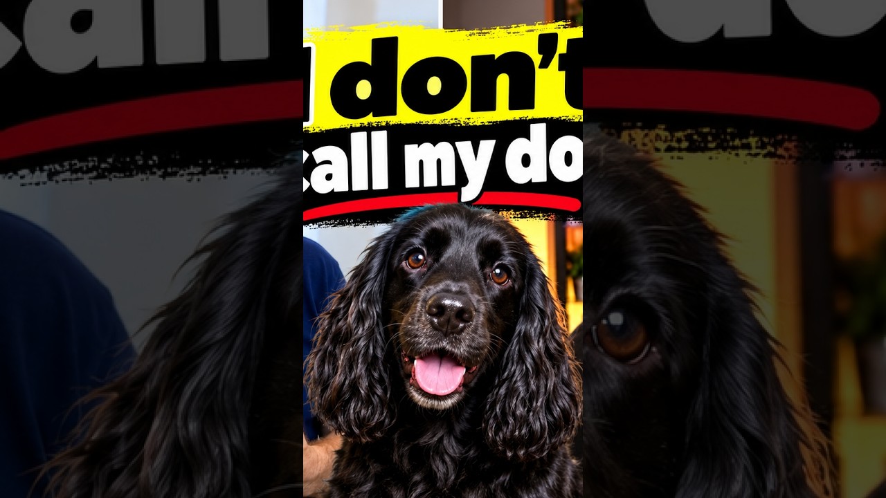 What Your Dog's Recall is Trying to Tell You