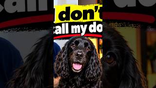 What Your Dog's Recall is Trying to Tell You