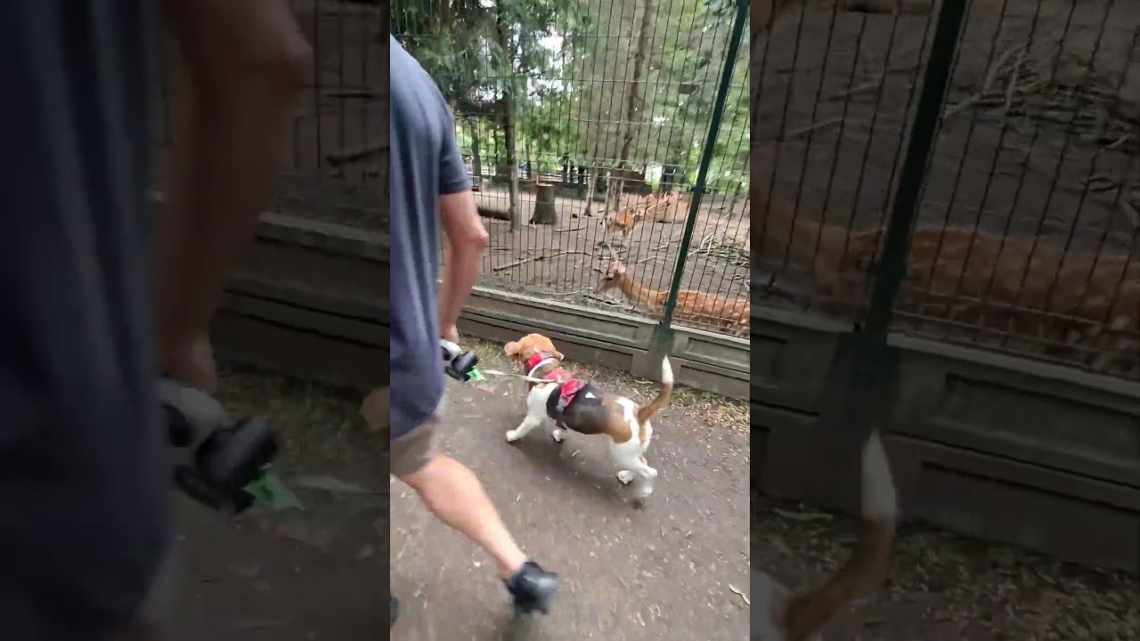 Ancestors: "GET IT!" Basil: making a new best friend 😂🤣😂 #dogshorts #funnydogs #beagle #beaglelife
