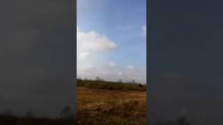Beagle training the day before the trial