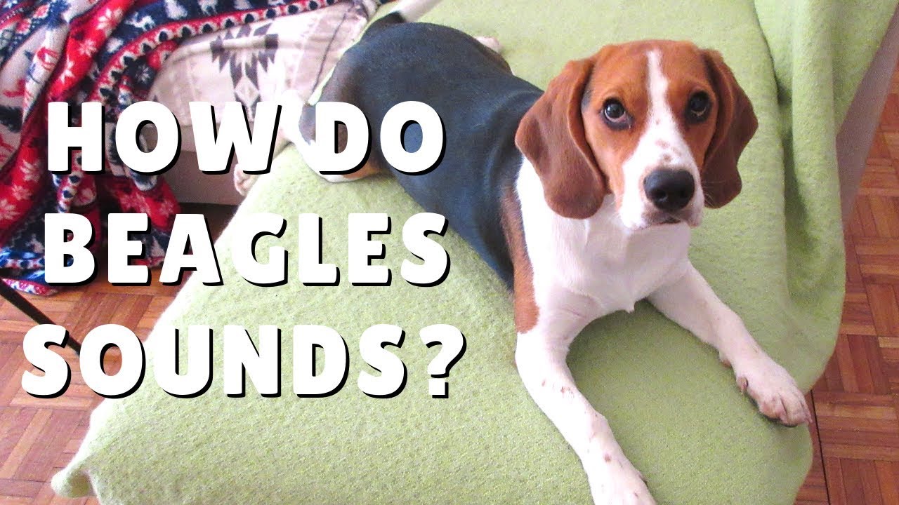 How do BEAGLES sounds? Puppy Beagle howling and Barking