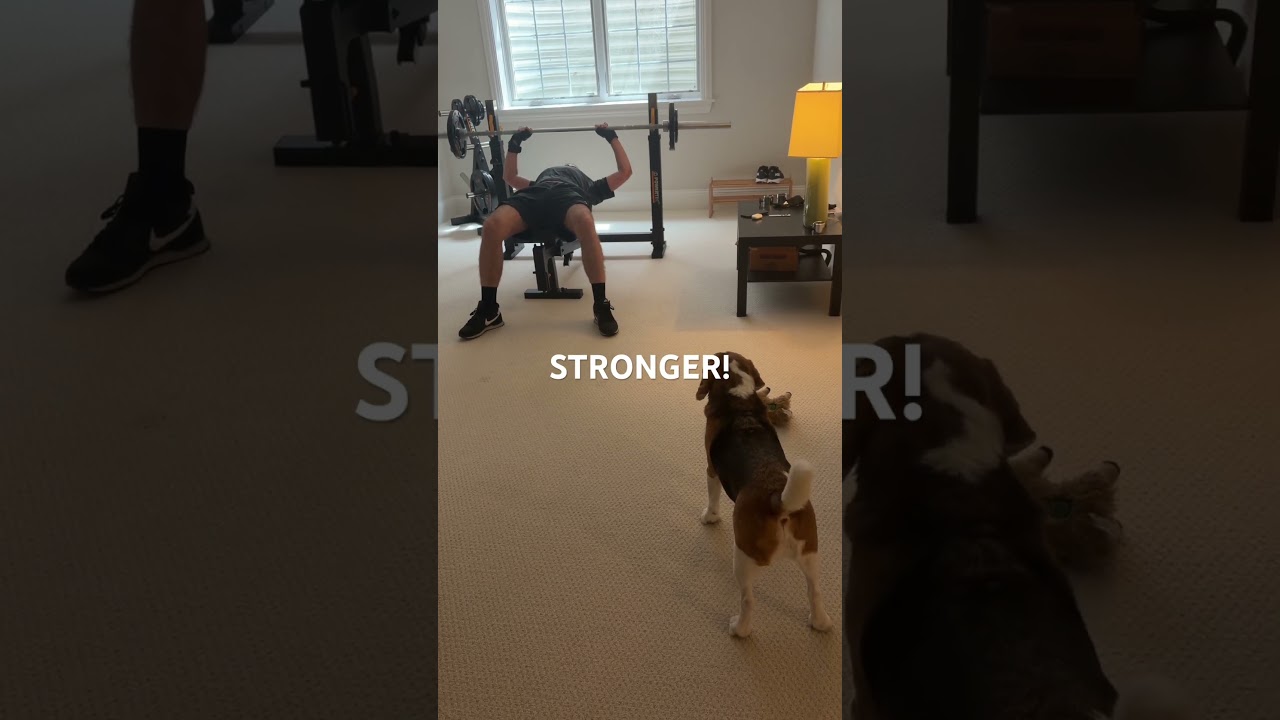 Every one needs a personal trainer 🏋️‍♂️ #beagle