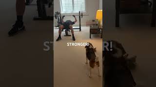 Every one needs a personal trainer 🏋️‍♂️ #beagle