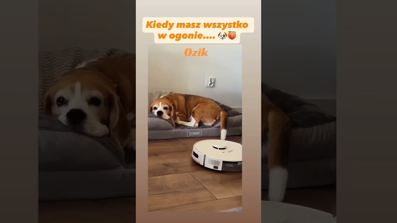 Cierpliwośc Ozika