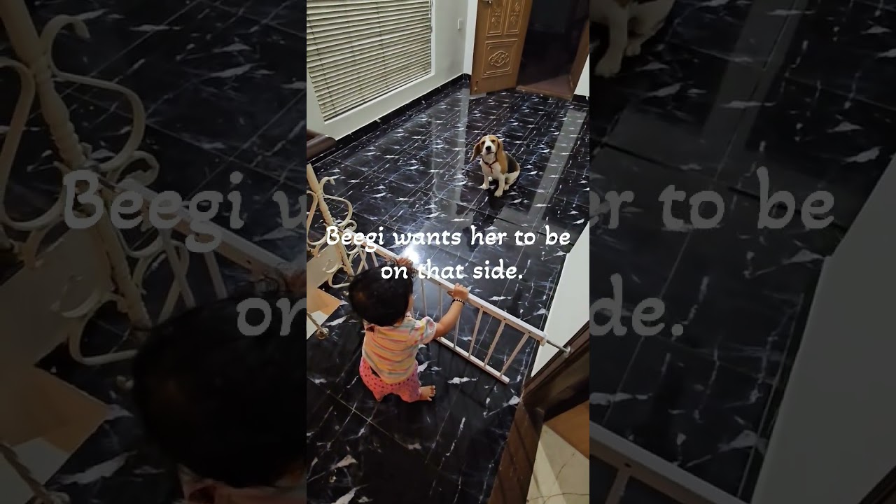 Beegi the Beagle Dog & Baby Video #dogvideos #beagle #dog #cute #pocketbeagle #toybreed #baby #cutie